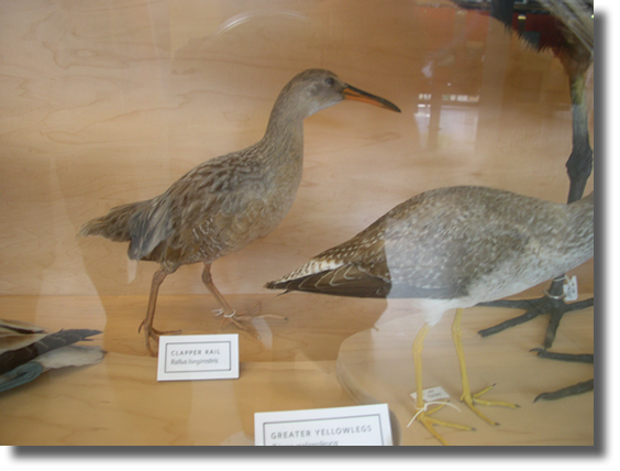 Taxidermed Clapper Rail at CA Academy of Sciences
